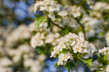 Wild hawthorn bush blooms with abundant white flowers in spring and gives small red fruits