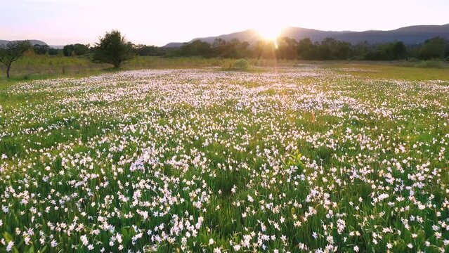 Narcissus field in Transcarpathia, Ukraine, near the town of Khust in the Kireshi tract. Beautiful delicate fragrant flowers at dawn in the fog are very popular with tourists. Drone flying video.