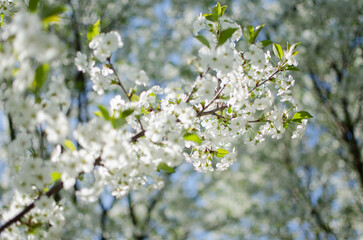 Lovely delicate cherry blossom in warm spring weather for background