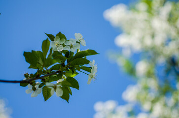 Lovely delicate cherry blossom in warm spring weather for background