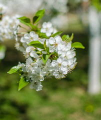 Lovely delicate cherry blossom in warm spring weather for background
