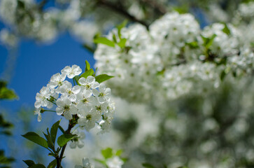 Lovely delicate cherry blossom in warm spring weather for background