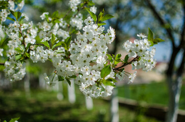 Fototapeta premium Lovely delicate cherry blossom in warm spring weather for background