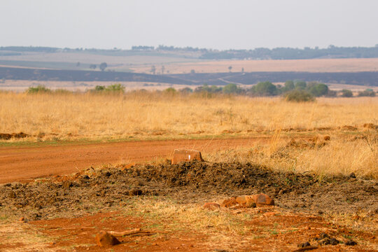 Rhino Midden, South Africa