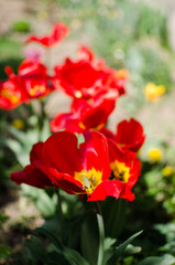 Obraz na płótnie Canvas Slender spring tulips bloom outdoors