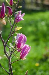 Obraz premium Adorable large magnolia flowers bloom