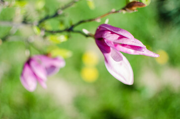Obraz premium Adorable large magnolia flowers bloom