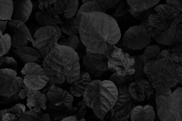 A background of a top view of black darkened leaves