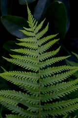 Beautiful green leaves of a fern-like plant