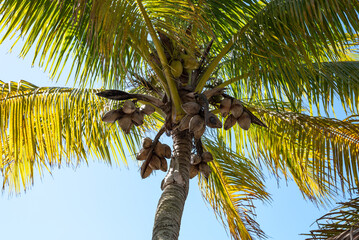 Looking Up Through Coconut Palm Tree At Florida Sky
