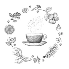 Herbal Tea vector illustration. Vector design with herbal tea ingredients. Hand drawn sketch collection. Engraved style.
