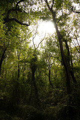 Fototapeta premium Tall trees in the forest