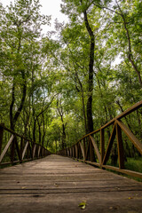 Empty forest with wooden path, empty road