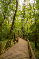 Empty forest with wooden path, empty road