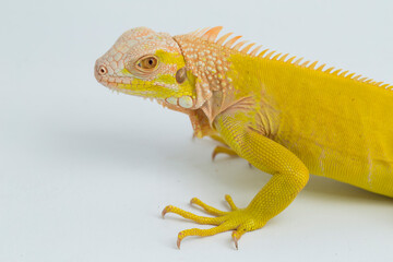 Yellow albino Iguana isolated on a white background	