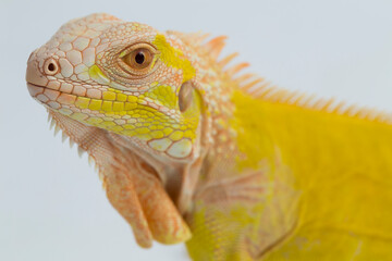 Yellow albino Iguana isolated on a white background
