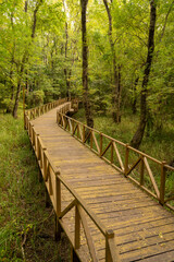Obraz premium Empty forest with wooden path, empty road