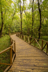 Obraz premium Empty forest with wooden path, empty road