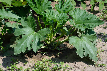 Fototapeta premium Green bush of zucchini in summer. Large green leaves on the ground on a sunny day. Growing zucchini on the land.