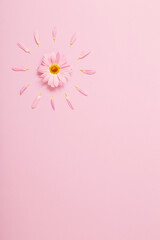 chrysanthemum flower on pink paper background