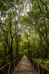 Empty forest with wooden path, empty road