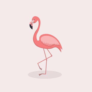 vector flat illustration of pink flamingo. beautiful graceful pink flamingo bird, cartoon children's character