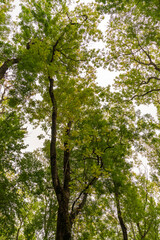 Fototapeta premium Tall trees in the forest