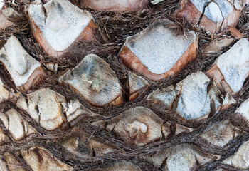 Palm tree trunk close-up. Dry bark on the trunk. The texture of the trunk of a palm tree.