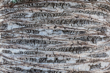 Palm tree trunk close-up. Dry bark on the trunk. The texture of the trunk of a palm tree.