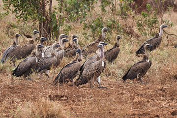 Swarm of Rüppell's vultures, Gyps rueppelli, in the Meru National Park in Kenya.