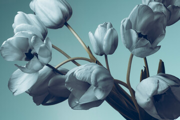 Blue tulips on a gray-blue background, flower bouquet, studio shot.