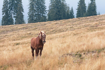 Portrait of young brown horse grazing in pasture on hillside and trees in background; color photo.