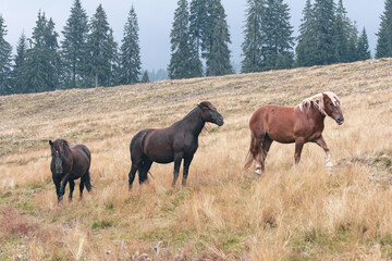Fototapeta premium Three horses graze on a beautiful hillside pasture with trees in the background. Color landscape photo.