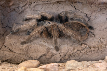 desert blonde tarantula close up in the desert sands