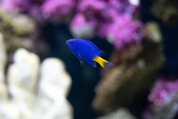 yellow tail damsel fish close up in an aquarium