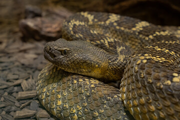 mojave rattlesnake close up head shot