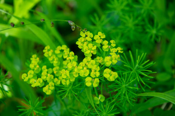 View of wild orchids and colorful wildflowers in Freyburg, Saxony Anhalt,Germany