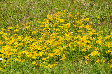 Fototapeta premium View of wild orchids and colorful wildflowers in Freyburg, Saxony Anhalt,Germany