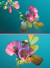 Spring branch with flowers, pink petals and green foliage on a blue background, collage of two photos.