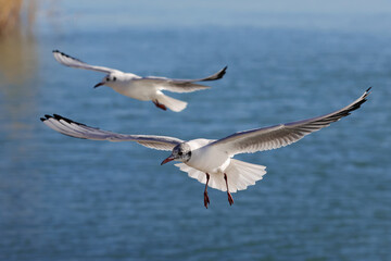 Two seagulls fly over the blue water to fishing; color photo of water birds.