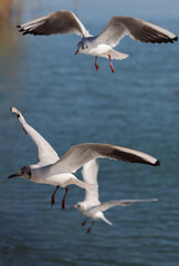 Seagulls fly over the blue water to fishing; color photo.