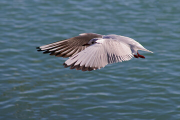 Seagull flying over the sea. Color close up photo.