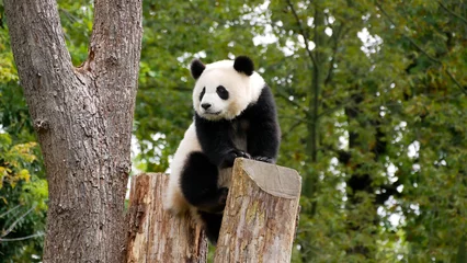 Fotobehang Young giant panda on a tree in zoo Berlin © Daniel Pfleiderer/Wirestock