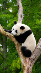 Young giant panda on a tree in zoo Berlin © Daniel Pfleiderer/Wirestock