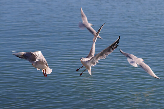 Aggressive seagulls (larus waterbirds) fly to fish over blue water. Color wildlife photo.