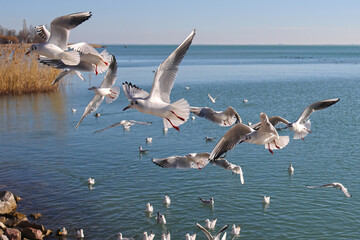 A group of aggressive, hungry seagulls flying over water, hunting for food. Color nature photo. No3.
