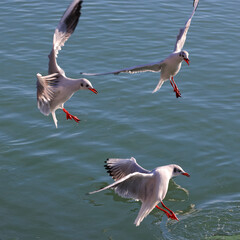 A group of aggressive, hungry seagulls flying over water, hunting for food. Dynamic nature photo. 