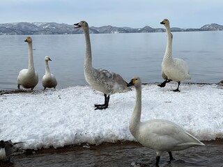 福島県の猪苗代湖の白鳥と鴨