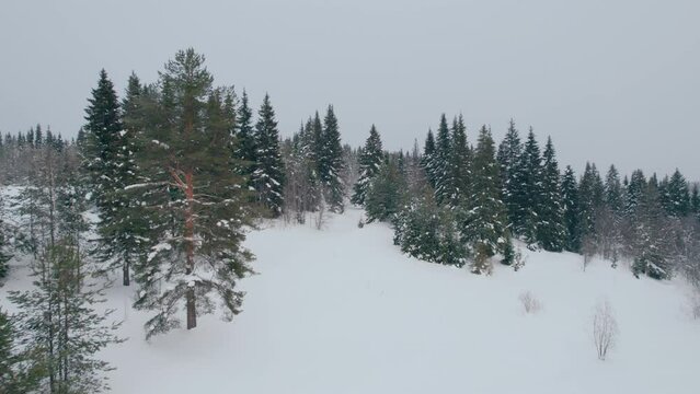 Shot on a drone. Beautiful smooth flight between two Christmas trees. Winter taiga. North.Forest landscape.