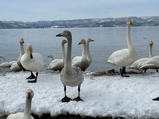 福島県の猪苗代湖の白鳥と鴨